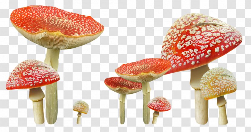 Edible Mushroom Autumn Fungus - Chanterelle Transparent PNG