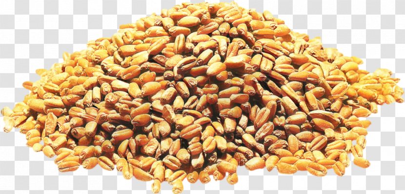 Wheat Cartoon - Barley - Superfood Malt Transparent PNG