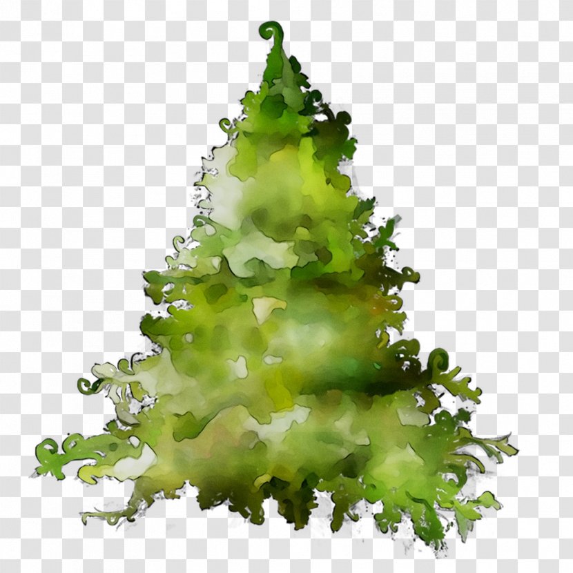 Greens Pine Family - Tree - Interior Design Transparent PNG