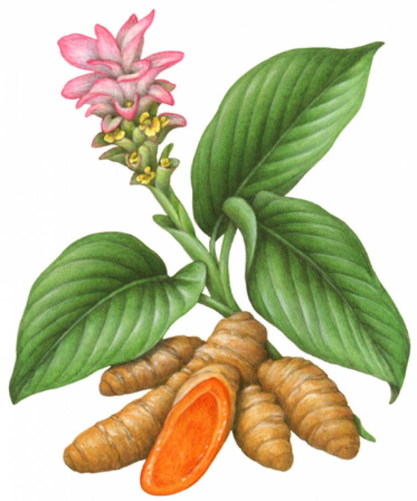 Turmeric Plant Herb Botanical Illustration - Spice - Ginger Transparent PNG
