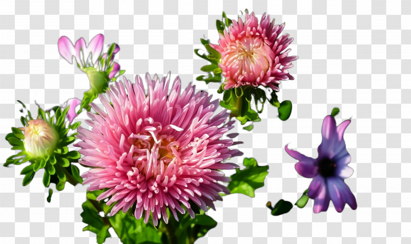 Flower Plant China Aster Pink Red Clover Transparent PNG