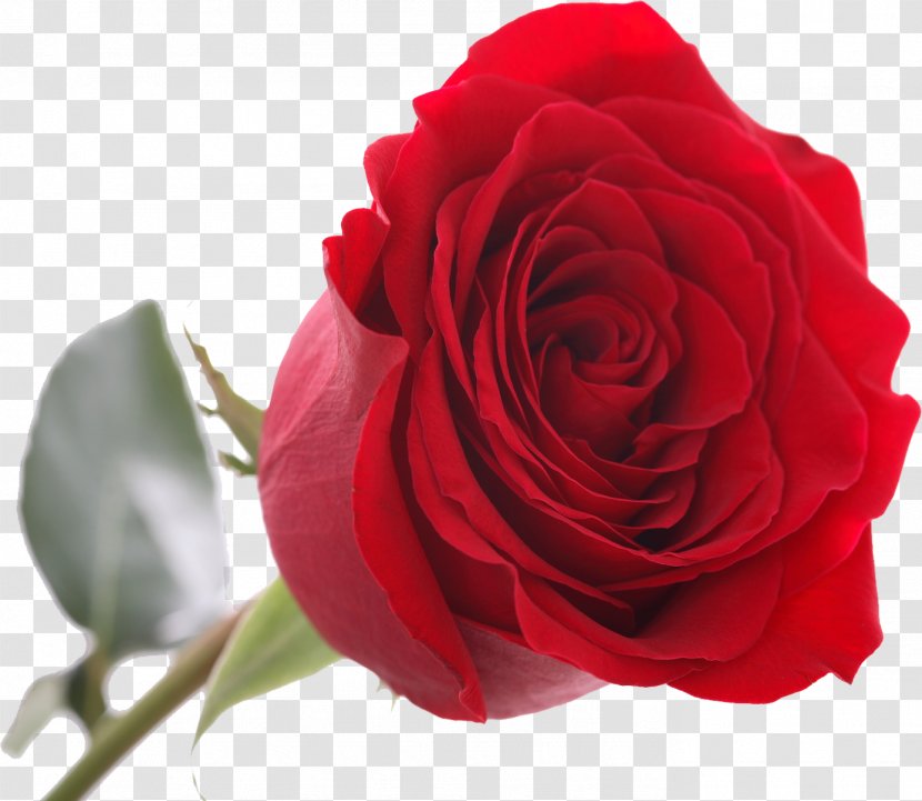 Red Garden Roses Flower Floribunda Centifolia - Rose Transparent PNG