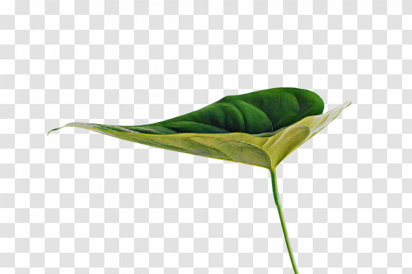 Leaf Plant Stem Plants Science Biology Transparent PNG