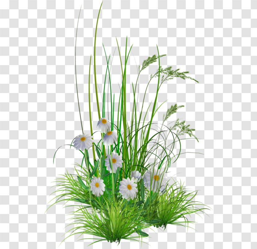 Flower Garden Clip Art Lawn - Wattleseed Cress Transparent PNG