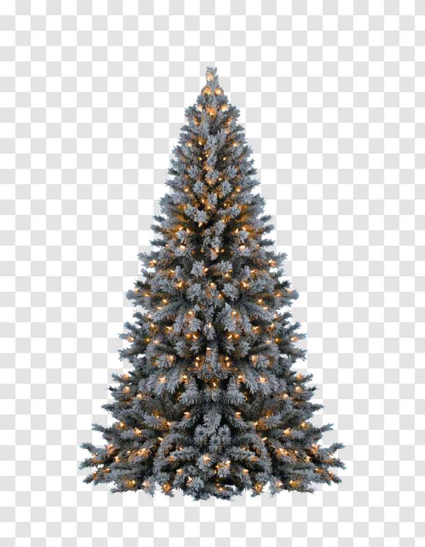 Christmas Tree - Decoration - Pine Family Transparent PNG