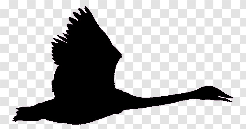 Bird Goose Black Swan Trumpeter Flight - Fauna - Flying Crow Transparent PNG