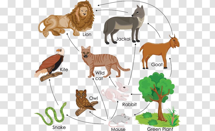 Lake And Pond Food Webs In Action What Is A Chain? - Cat Like Mammal - Chain Transparent PNG