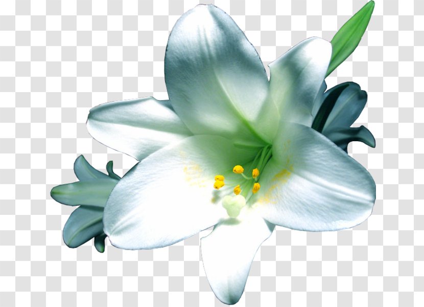 Flower Lilium - Petal Transparent PNG