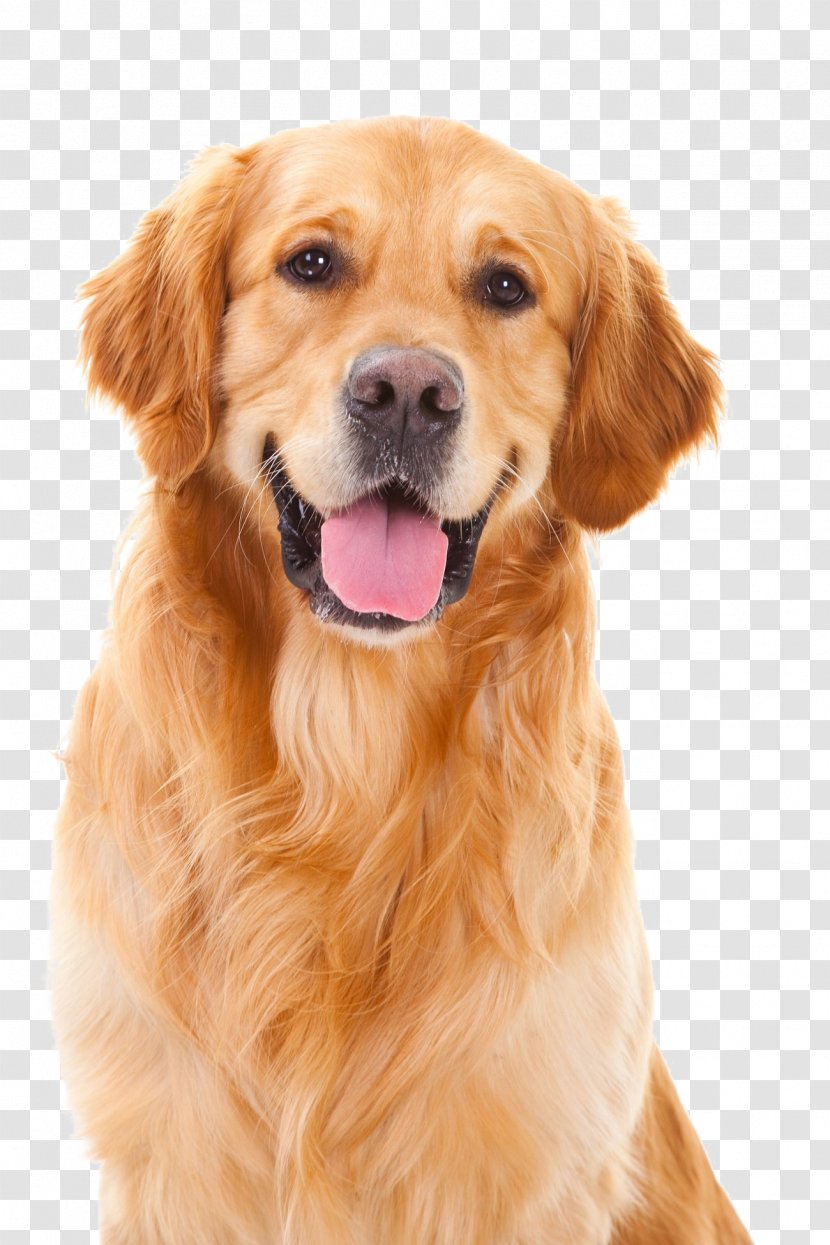 Puppy Pet Golden Retriever Dog Training Collar Transparent PNG