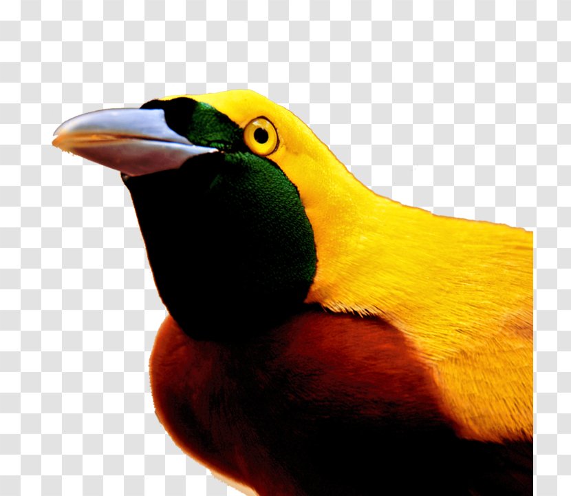 Toucan Bird-of-paradise Beak Feather - Bird Transparent PNG