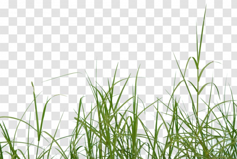 Icon - Grass Family Transparent PNG