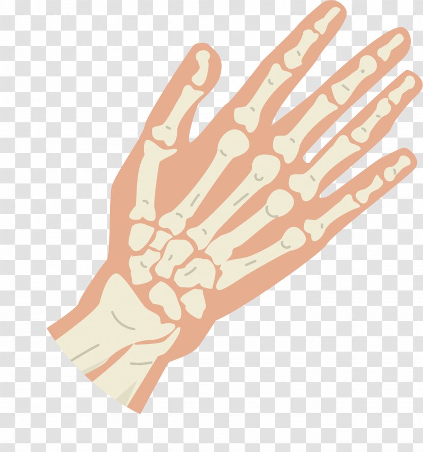 Thumb Bone Hand Knuckle - Hook - Skeleton Structure Transparent PNG