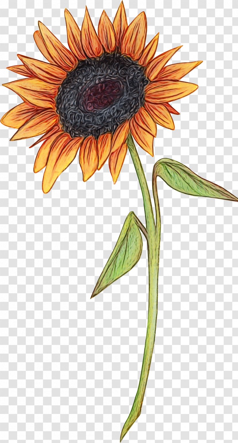 Sunflower - Vegetarian Food - Watercolor Paint Transparent PNG