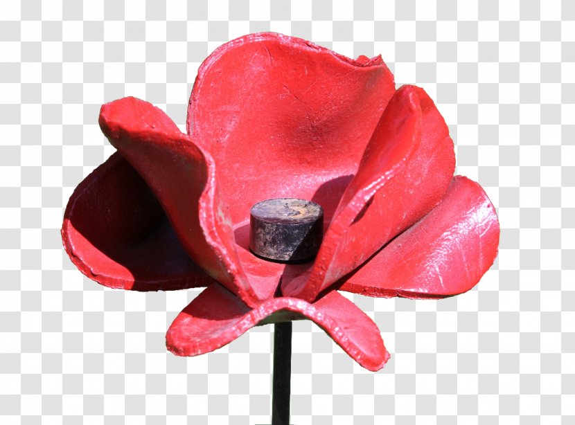 Poppy Widecombe-in-the-Moor First World War Blood Swept Lands And Seas Of Red In Flanders Fields - Flower Transparent PNG