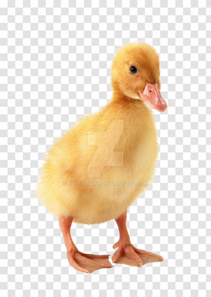 Duckling Baby - Fauna - Duck Transparent PNG