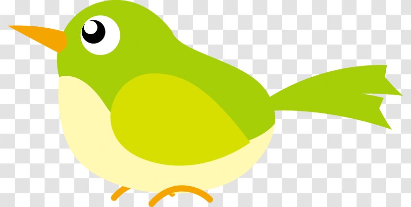 Bird Illustration. - Fauna - Cartoon Transparent PNG