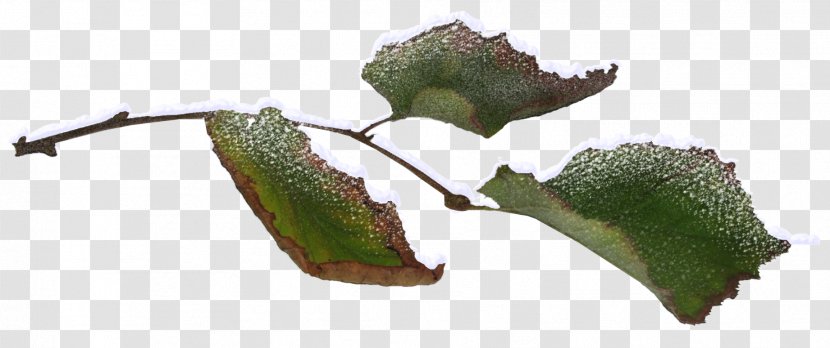 Twig Leaf Branch Tree Plant Stem - Postscript Transparent PNG
