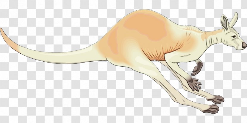 Groundhog Day - Week - Dinosaur Red Kangaroo Transparent PNG