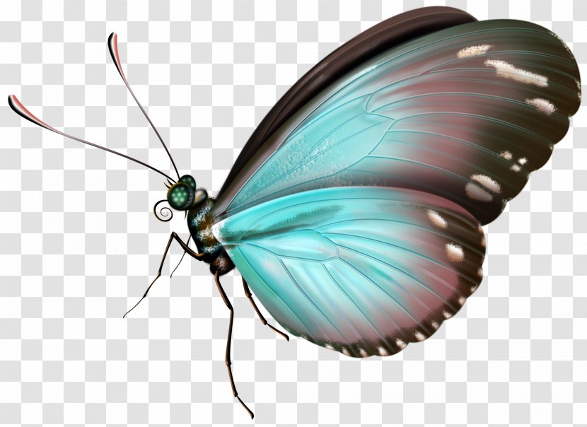 Butterfly Insect Clip Art - Color Transparent PNG