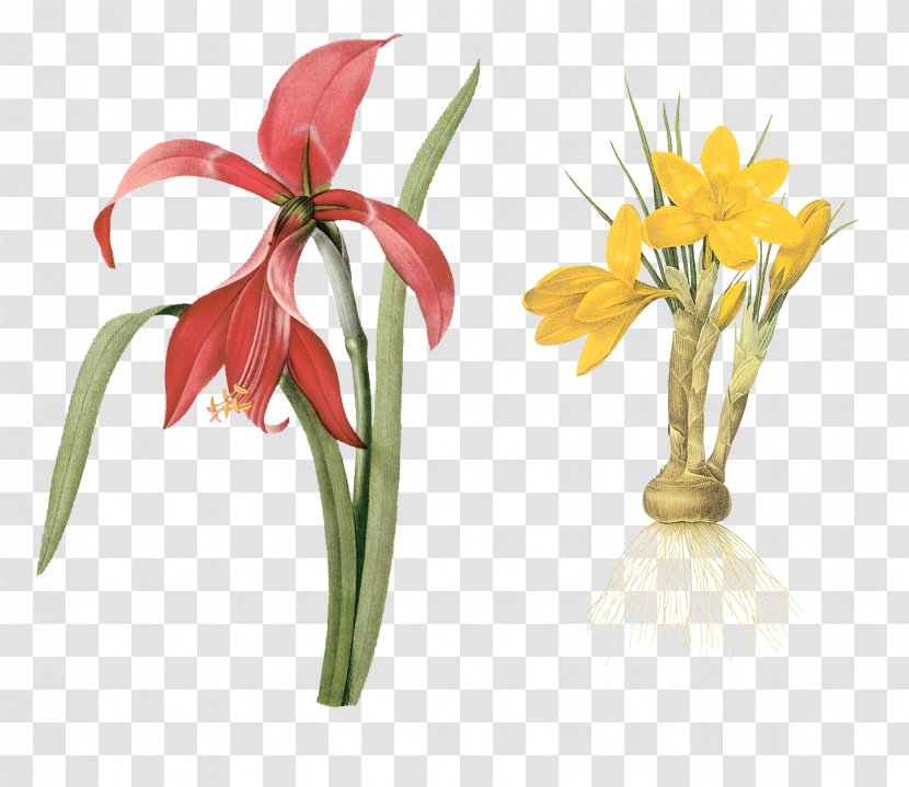 Choix Des Plus Belles Fleurs Botanical Illustration Flower Botany - Hippeastrum Transparent PNG