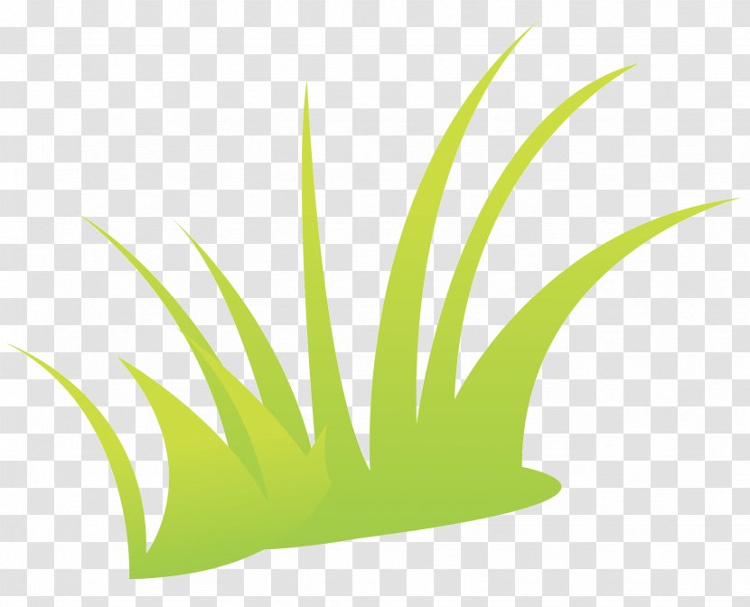 Green Grass - Herbaceous Plant - Family Transparent PNG
