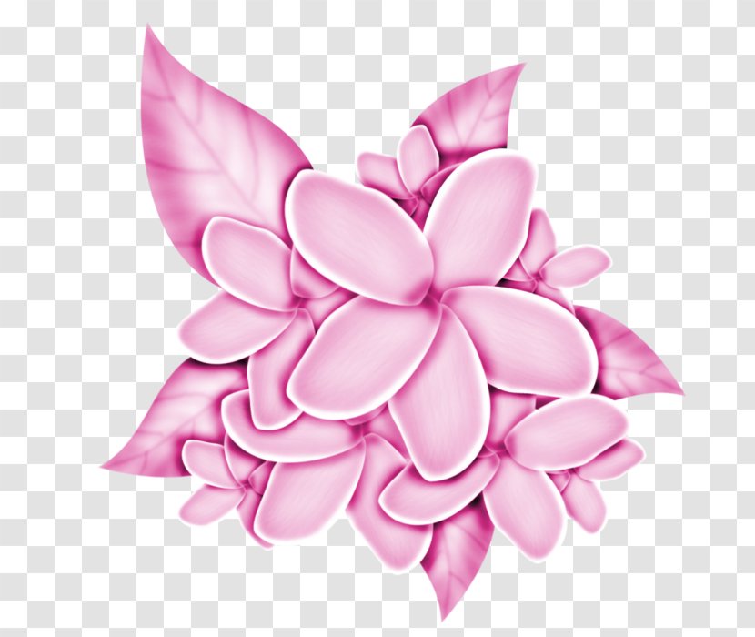 Pink Flower Cartoon - Frangipani - Lotus Family Magnolia Transparent PNG