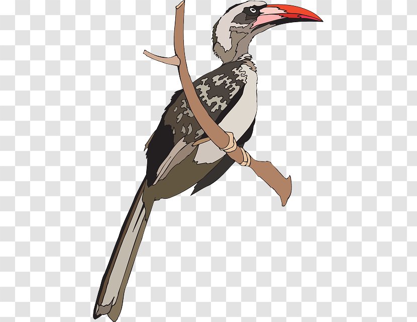 Indian Grey Hornbill Bird Great Clip Art - Wing Transparent PNG