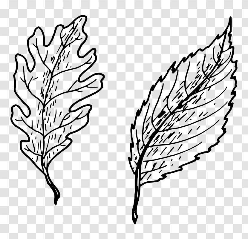 Petiole Leaf Drawing Clip Art Transparent PNG