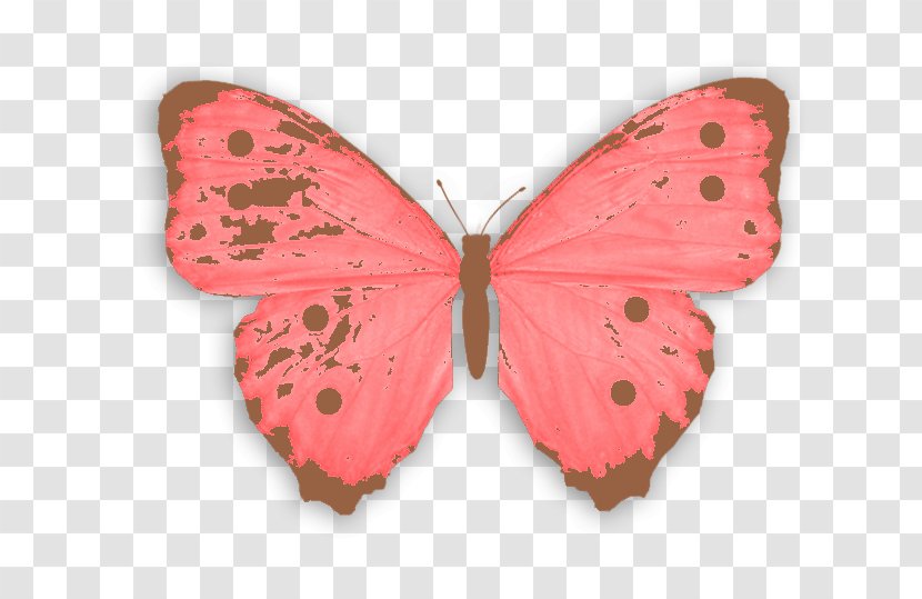 Butterfly Euclidean Vector - Gratis - A Transparent PNG