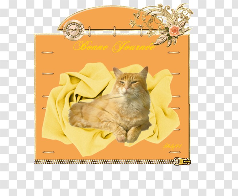 Kitten Whiskers Cat Picture Frames Fauna - Frame Transparent PNG