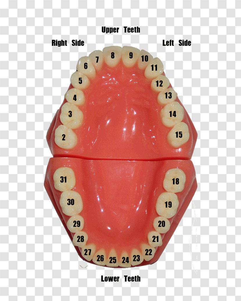 Human Tooth Dentistry Number Gums - Homo Sapiens - Dental Mirror Transparent PNG
