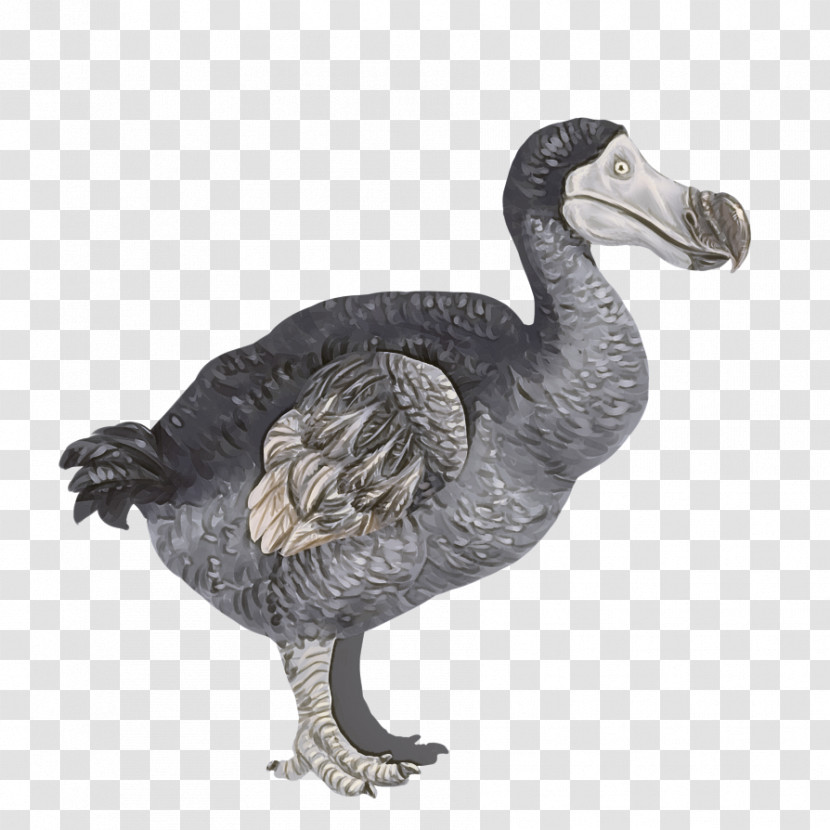 Bird Dodo Flightless Bird Beak Goose Transparent PNG