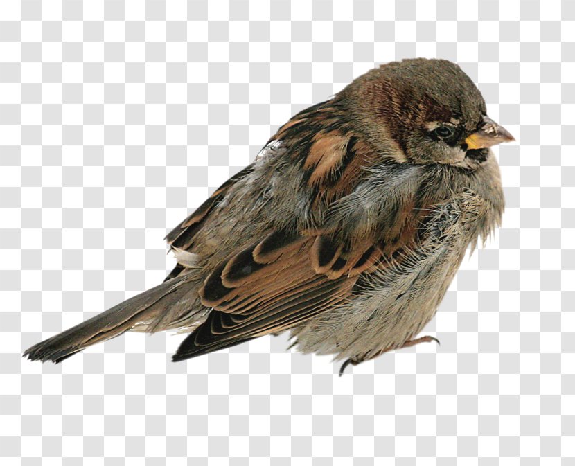 House Sparrow Bird - Wren Transparent PNG