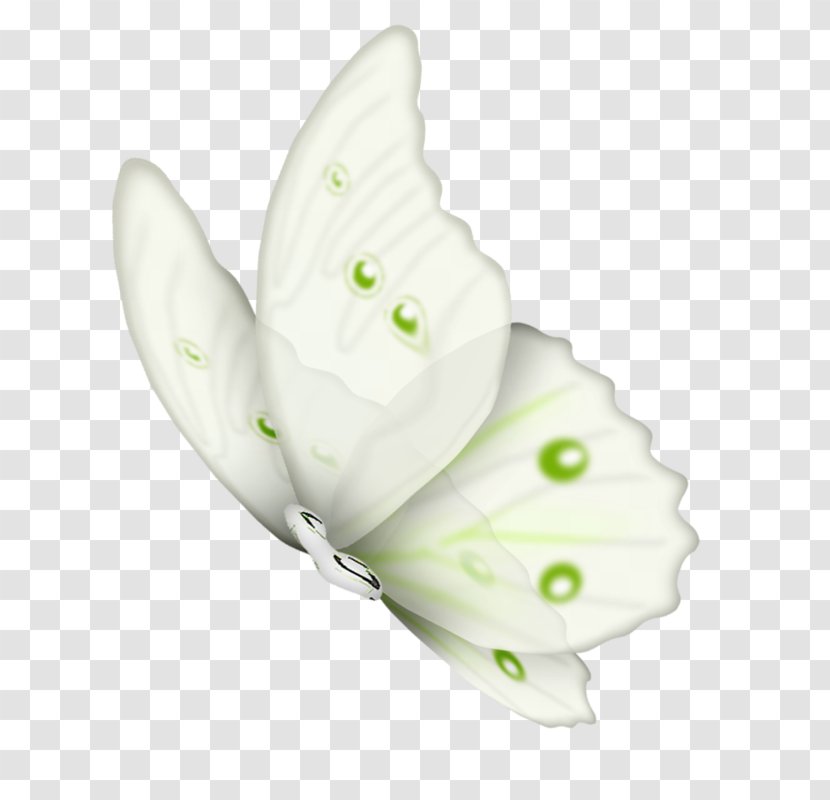 Butterfly Clip Art Insect Illustration - Plant Transparent PNG