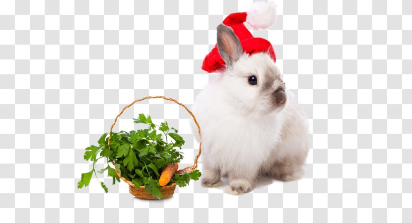 Rabbit Easter Bunny Leporids Christmas New Year - Dinner Transparent PNG