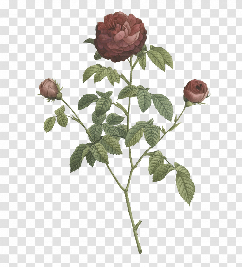 Garden Roses Transparent PNG