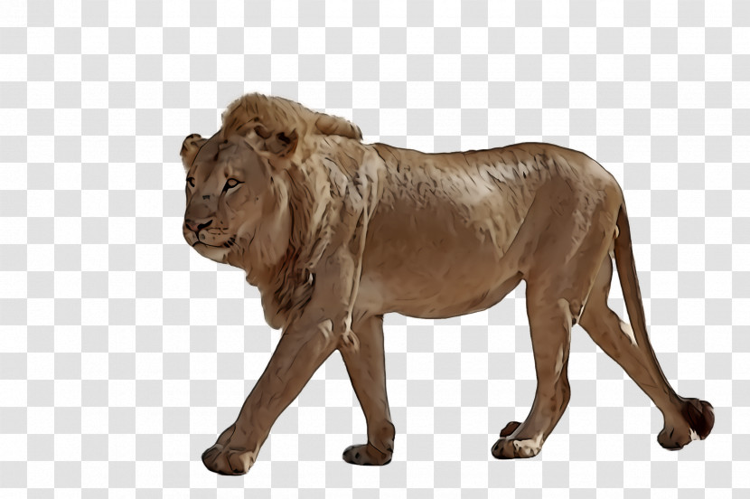 Lion Wildlife Animal Figure Snout Transparent PNG