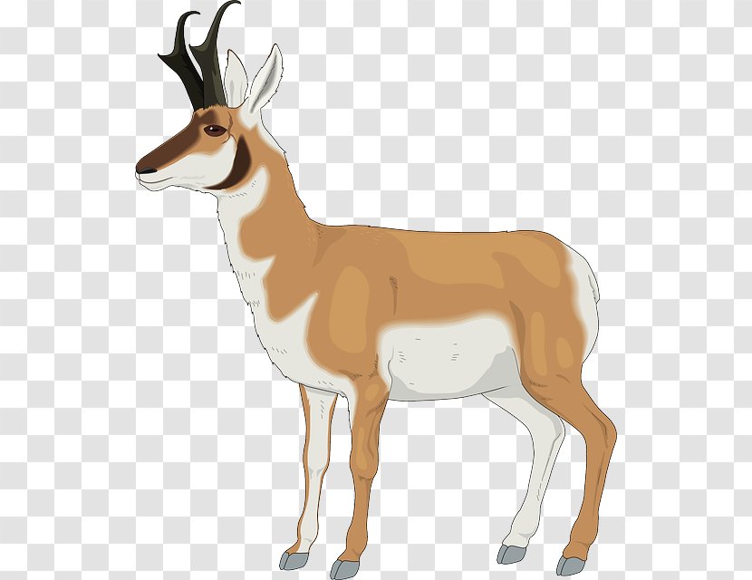 Antelope Pronghorn Impala Gazelle - Antler Transparent PNG