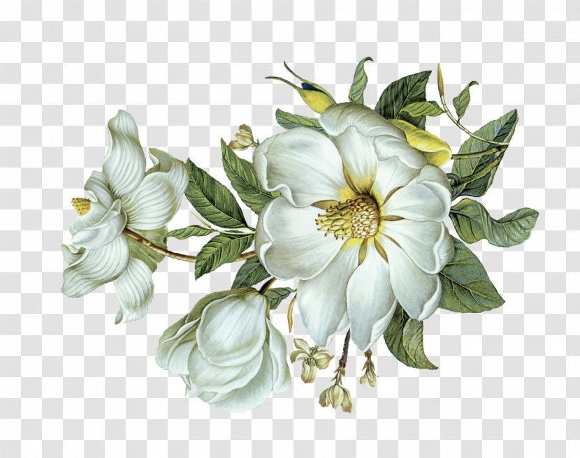Flower Green Leaf Light - Floral Design - White Flowers Leaves Transparent PNG
