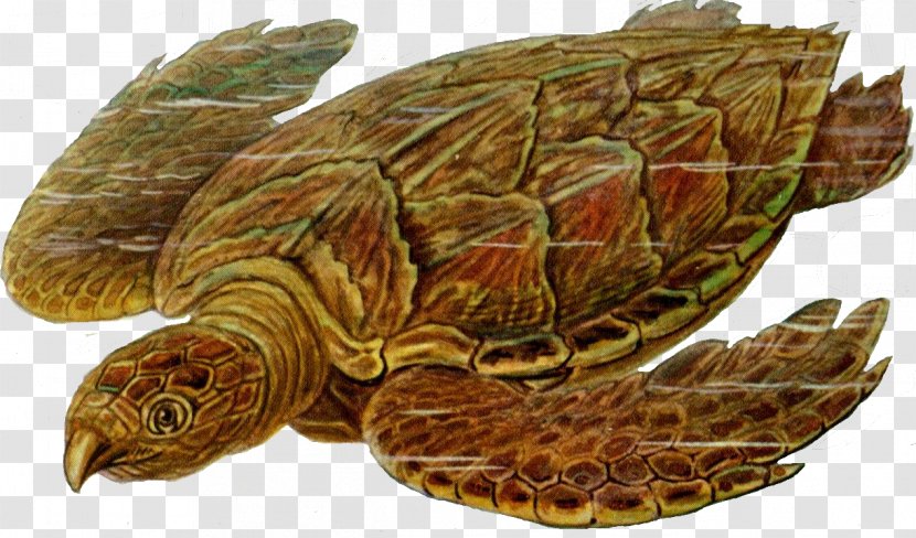 Sea Turtle Prehistory Carbonemys Clip Art Transparent PNG