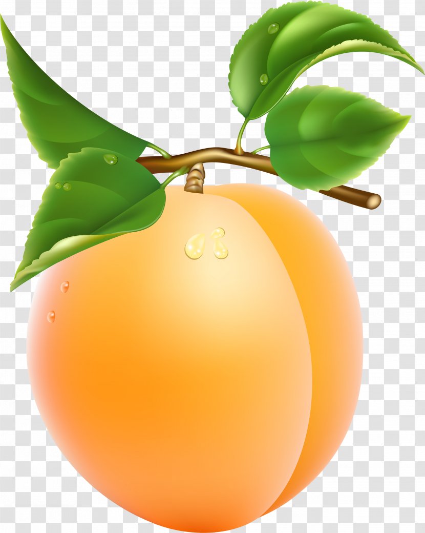 Fruit Tree - Citrus Transparent PNG