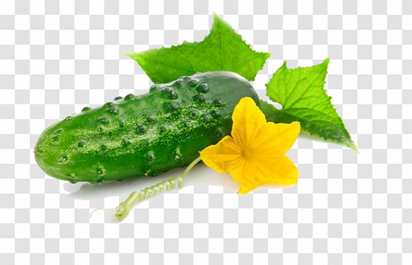 Cucumber Vegetable Salting Zakuski Olivier Salad - Pickling Transparent PNG