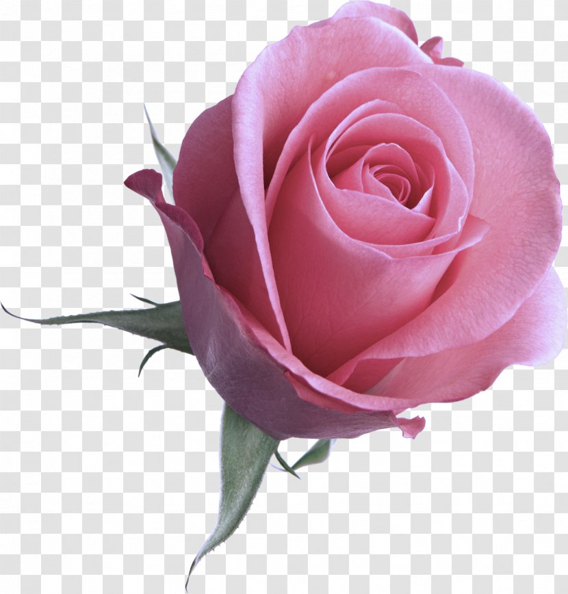 Garden Roses - Pink - Floribunda Cut Flowers Transparent PNG
