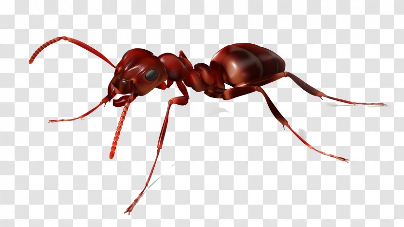 The Ants Red Imported Fire Ant Insect - Material Fly Net Transparent PNG