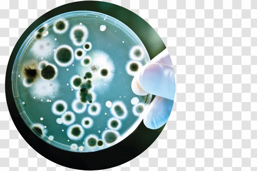 Antimicrobial Resistance Bacteria Biology MRSA Super Bug Assure Diagnostic Center - Organism Transparent PNG
