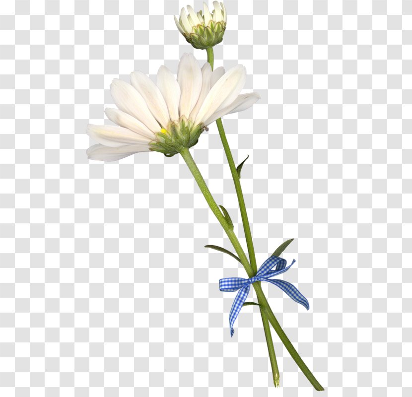 Common Daisy Chrysanthemum Flower Asteroideae Painting - Chamomile - Sketch Transparent PNG
