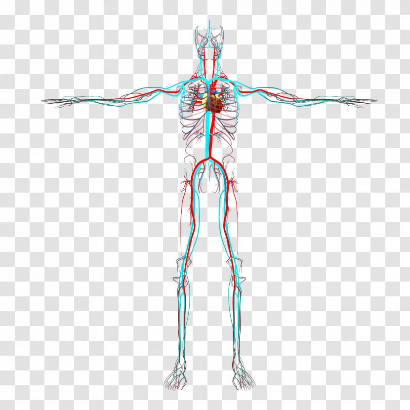 Radial Artery Human Body Arm Blood Vessel - Flower - Circulatory System Transparent PNG