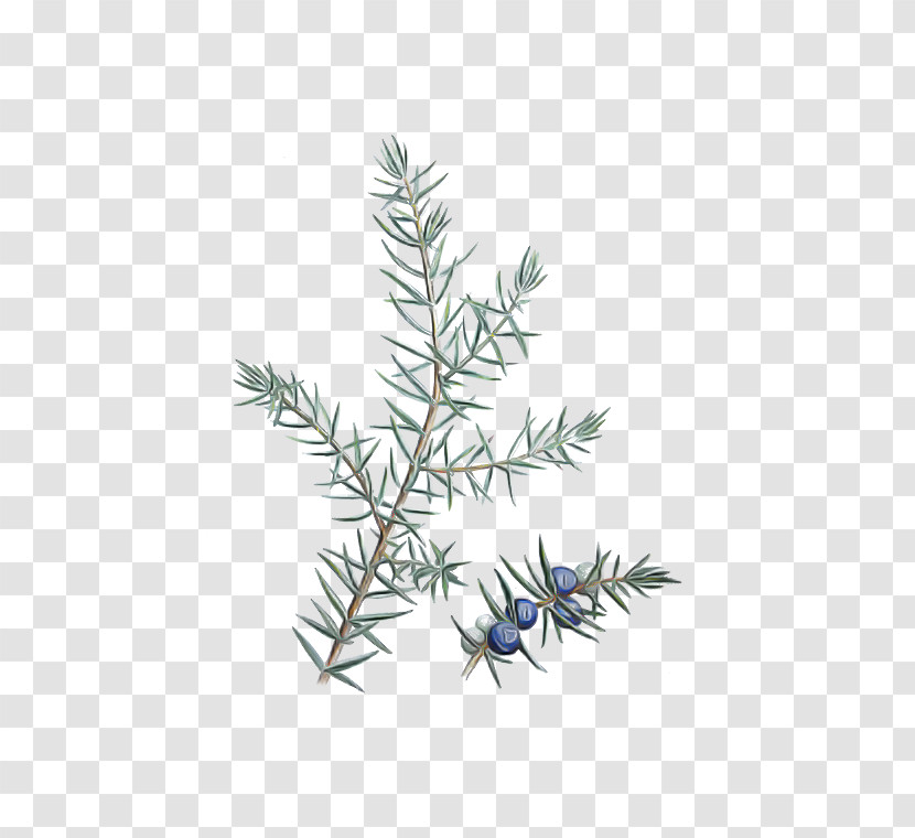 Rosemary Transparent PNG