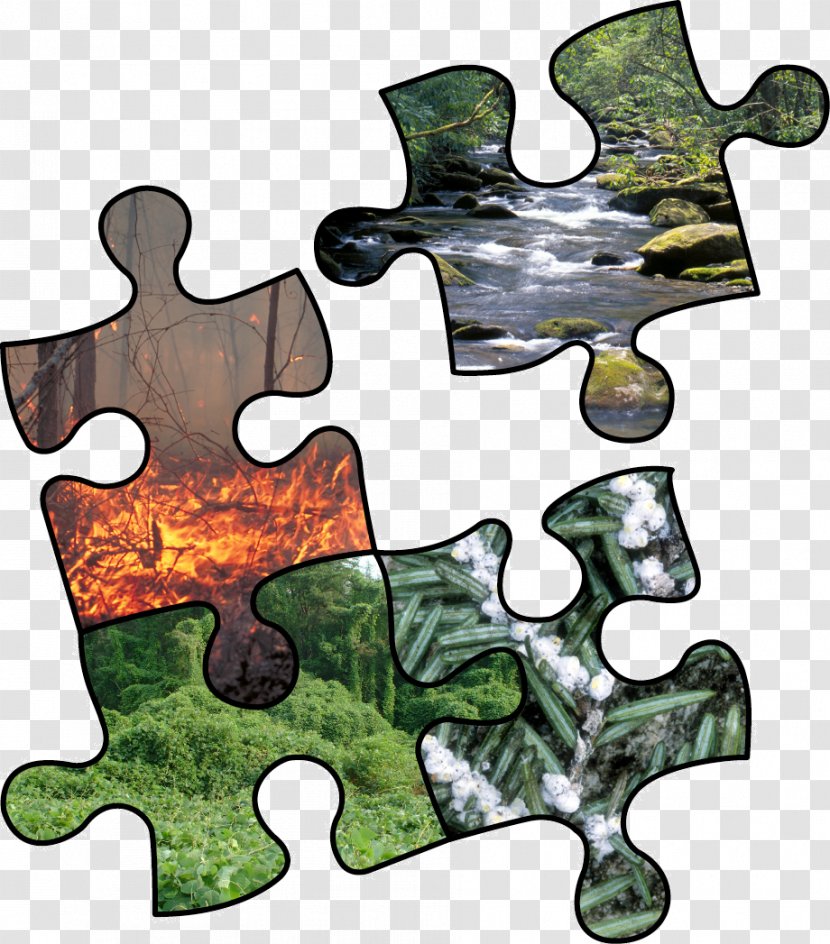 Risk Assessment Management Forest - Analysis - Craft Tools Transparent PNG