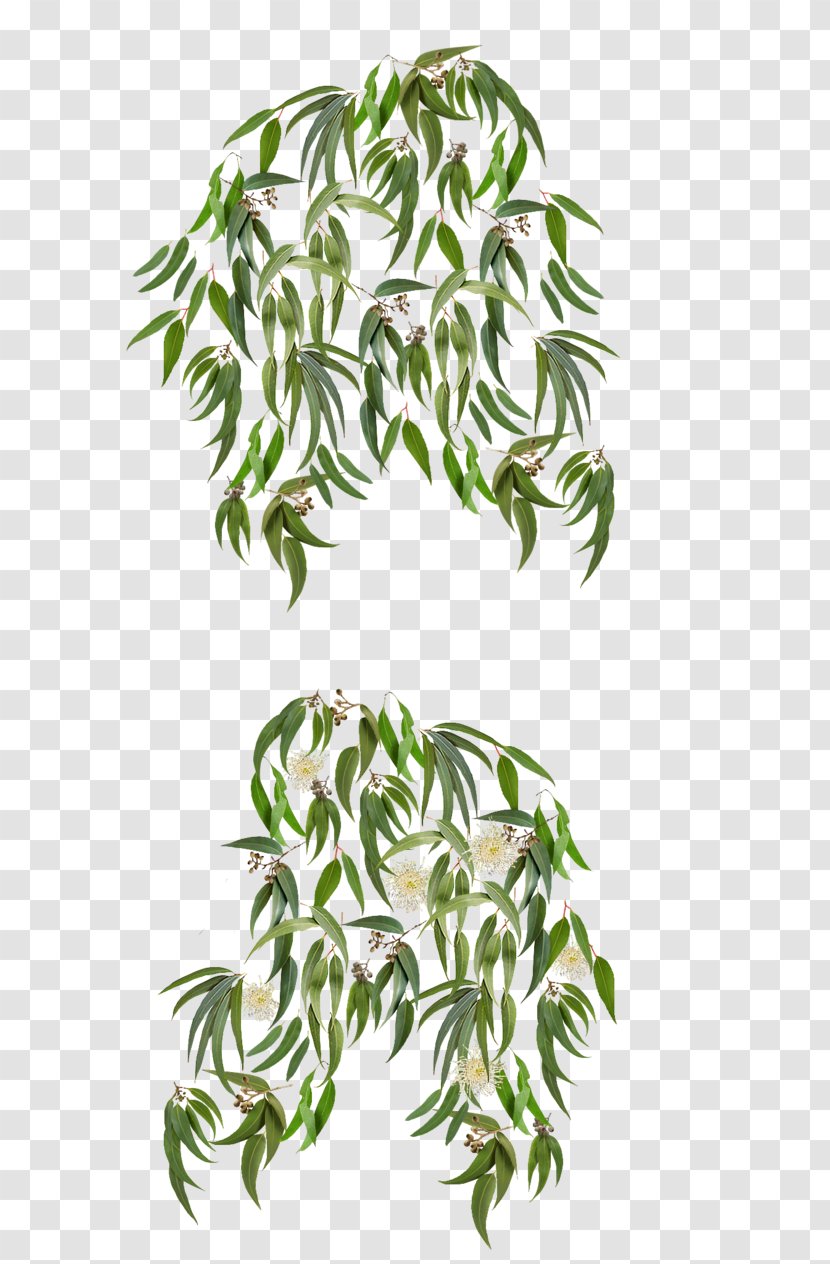 Eucalyptus Crebra Polyanthemos Leaf Plant - Flowerpot Transparent PNG